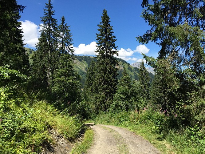 Les chalets de l'Avenaz - hiking trail_Cordon