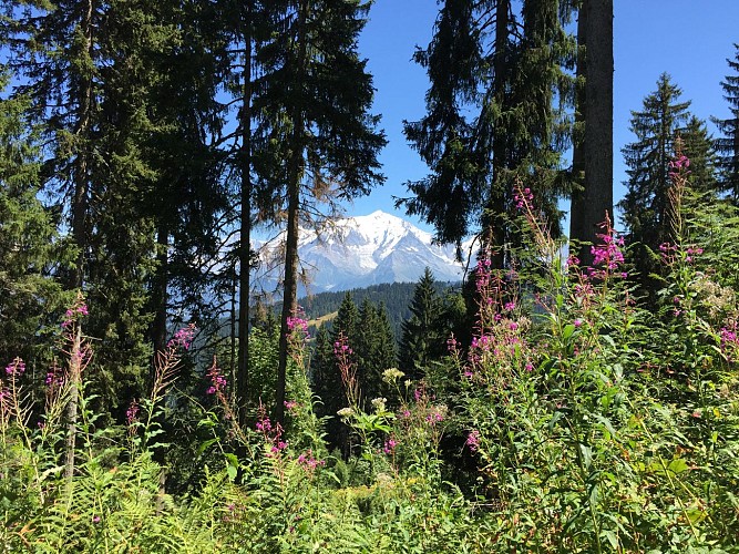 Les chalets de l'Avenaz - hiking trail_Cordon