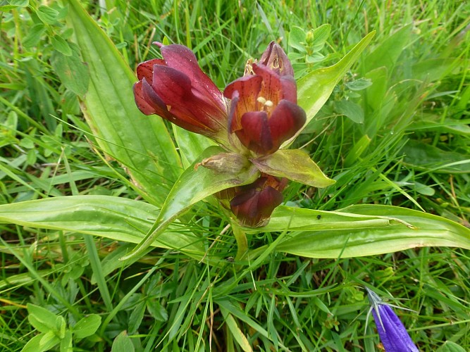 Fiori di montagna