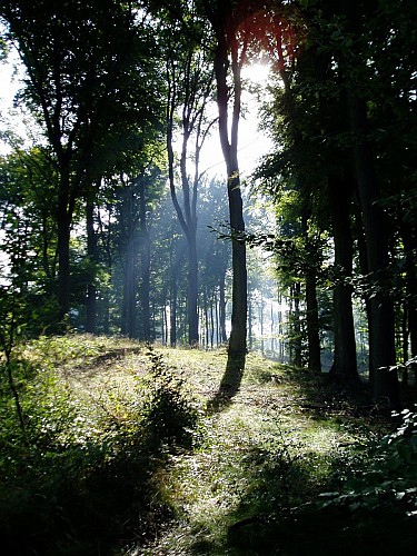 FORBACH   autour du Mont Wiesberg (320m)  boucle de 9 kilomètres 