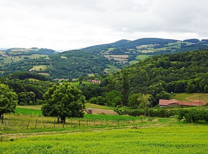 De Saint-Martin-en-Haut à Thurins par la forêt