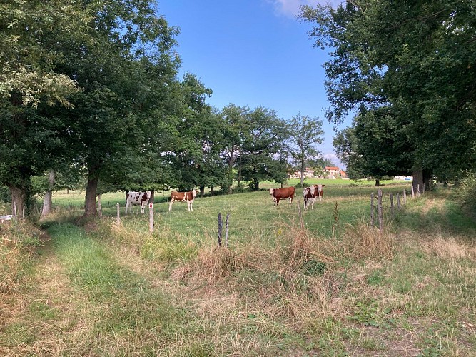 N°1 Promenade aux champs_Aveizieux