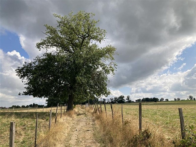N°1 Promenade aux champs_Aveizieux