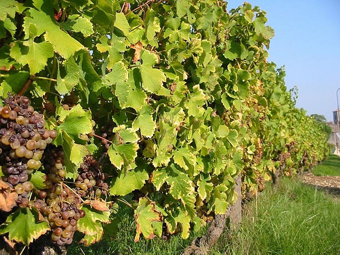 rouffignac-de-sigoules-vignes