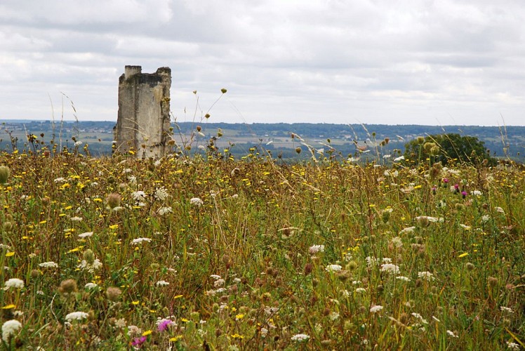 Donjon du Haut Clairvaux_2