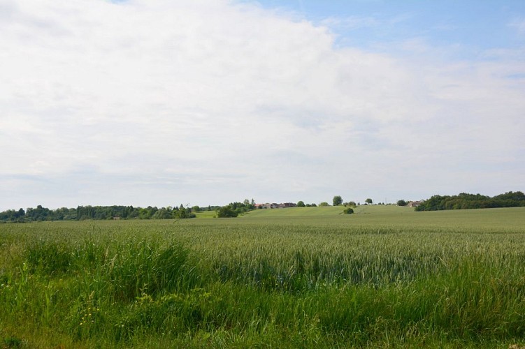 Paysage champêtre_2