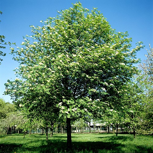 Sentier des Alisiers - Circuit n°33