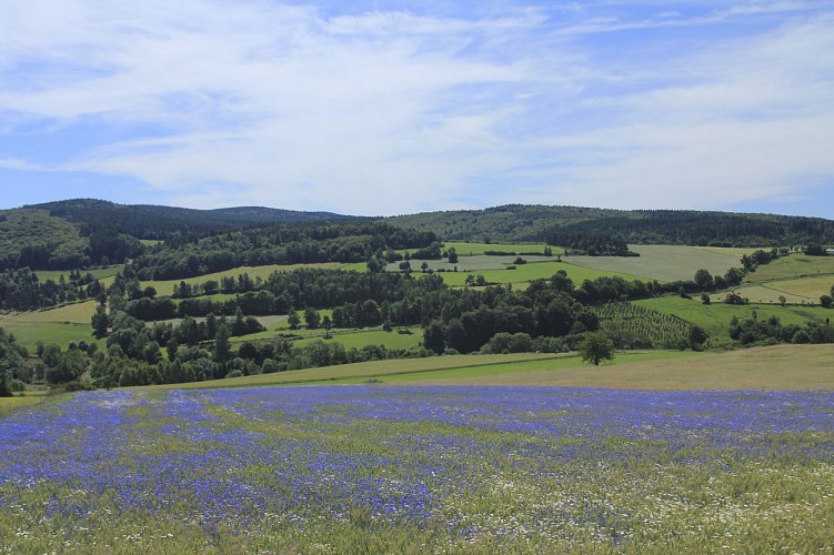 La margeride