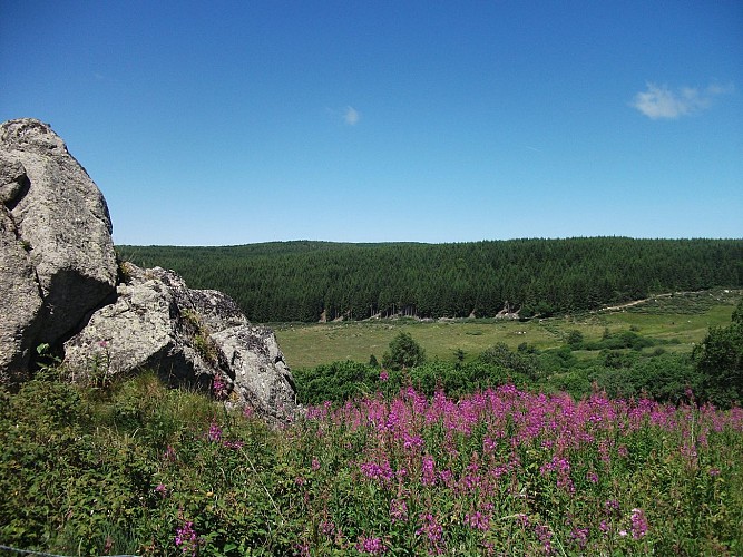Paysage-Margeride-Cantal-Auvergne