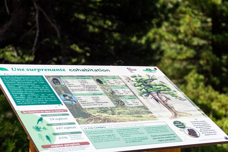 Taure educational trail in the Bois des Ayes biological reserve