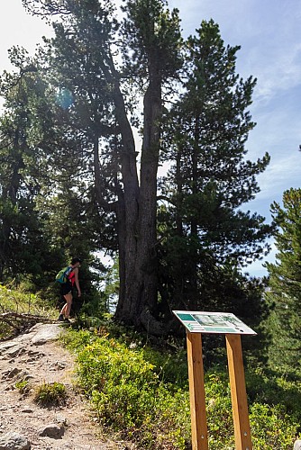 Il sentiero didattico della Taure nella riserva biologica del Bois des Ayes