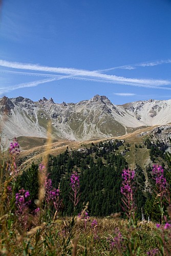 Il sentiero didattico della Taure nella riserva biologica del Bois des Ayes