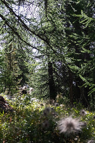 Il sentiero didattico della Taure nella riserva biologica del Bois des Ayes