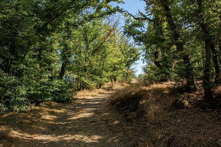Sentier sur le circuit du Pichegru