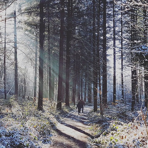 Ayn forest in winter