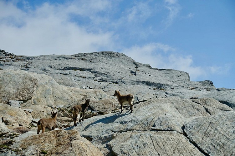 Col d'Aussois - La pointe de l'Observatoire - Vuelta a pie
