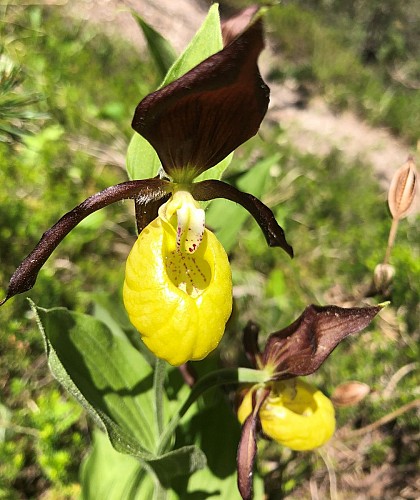 Venus' hoof in flower, Haute Maurienne Vanoise