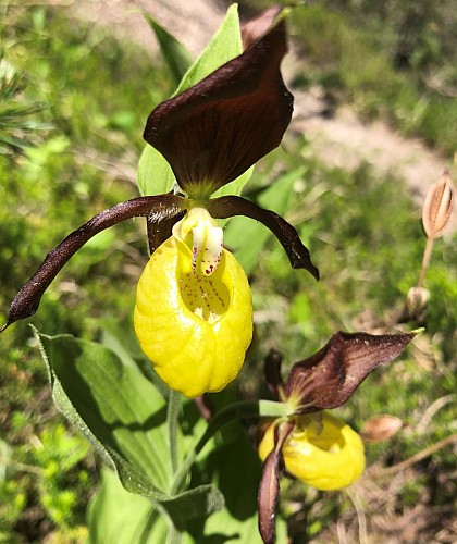 Het pad van de planten in Val Cenis-Termignon