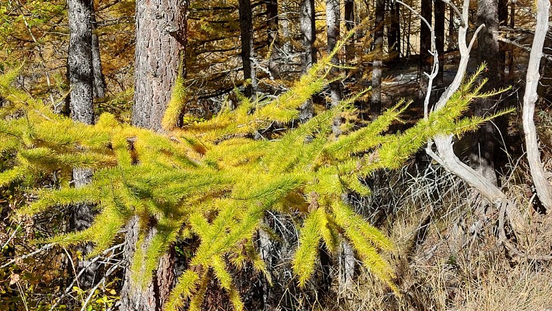 Lus te voet naar Col de Bramanette