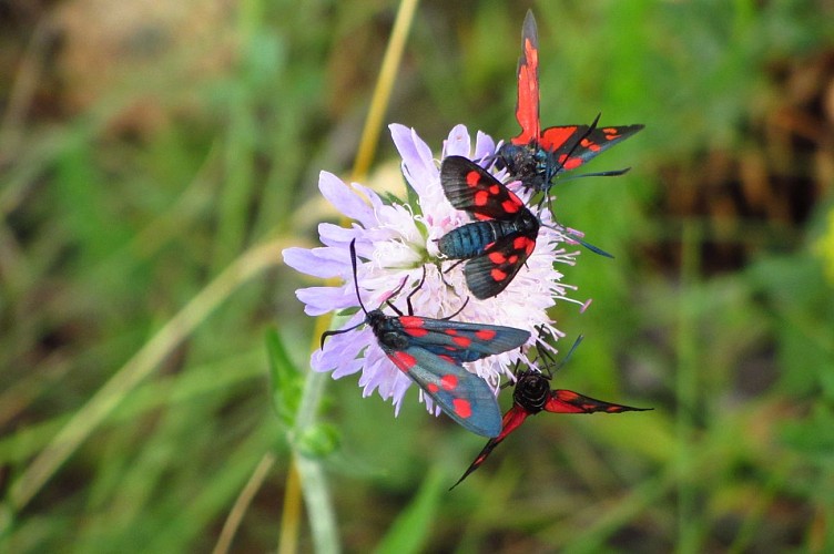 Lus te voet naar Col de Bramanette