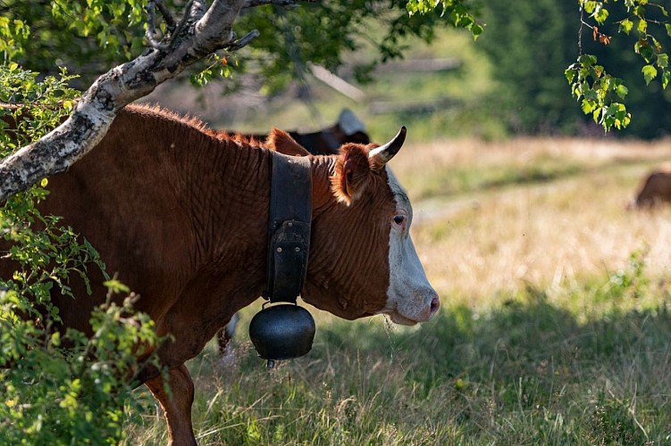 Les vaches de la Culaz