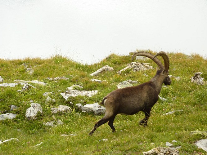 tour des glaciers bouquetin