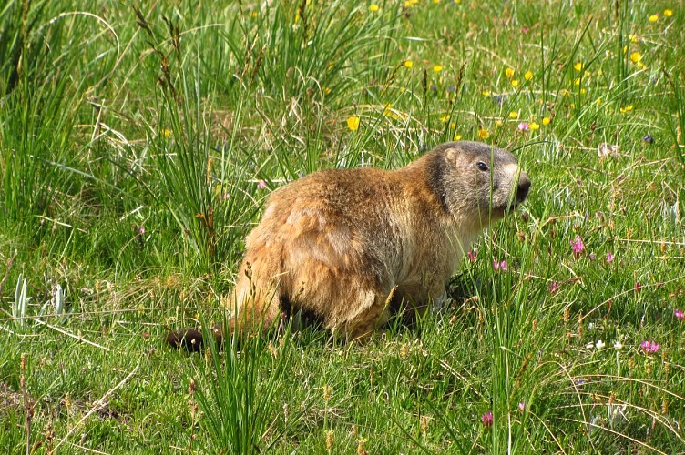 Marmotte