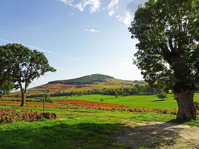 Vue sur le mont Brouilly