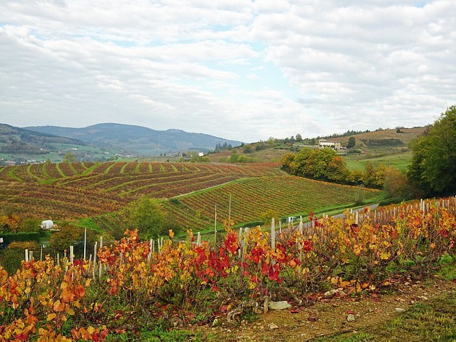 Vignes à la sortie de Beaujeu