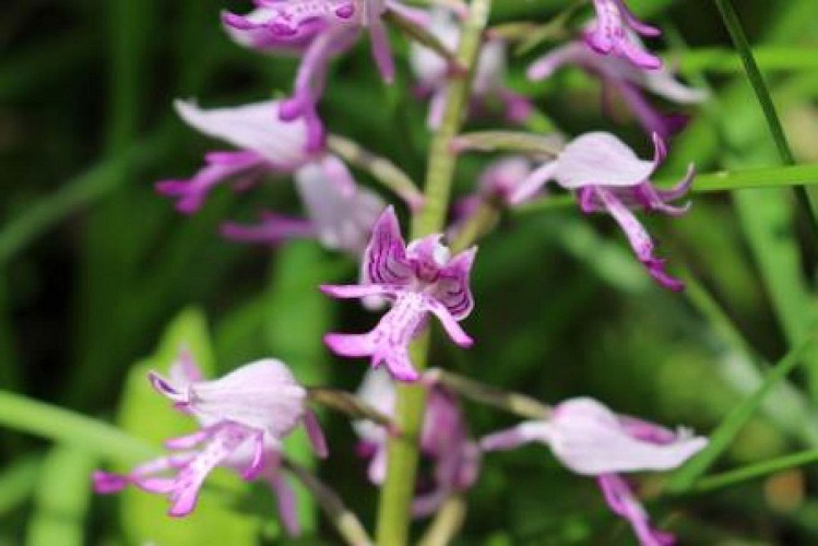 Orchidée de l'homme pendu