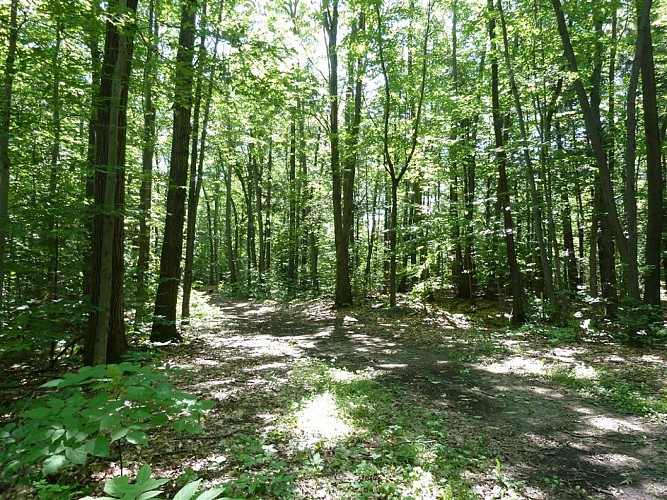 Arboretum de Pierrefort, un sentier découverte_Pierrefort