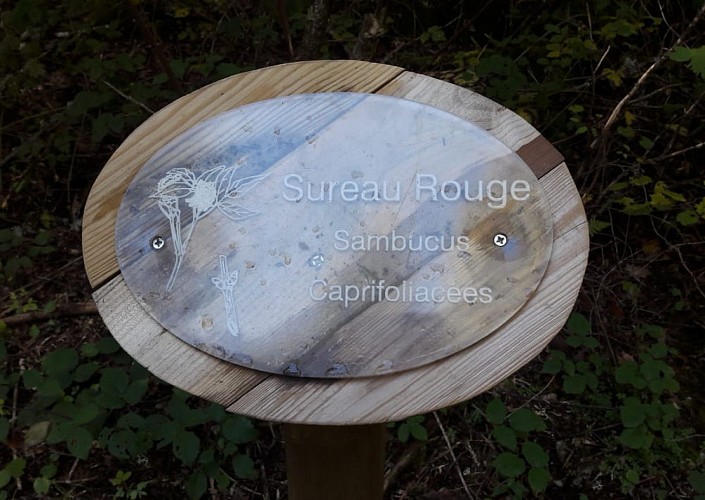 Arboretum de Pierrefort, un sentier découverte_Pierrefort