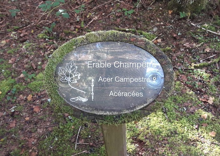 Arboretum de Pierrefort, un sentier découverte_Pierrefort