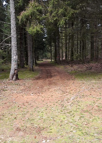 Arboretum de Pierrefort, un sentier découverte_Pierrefort