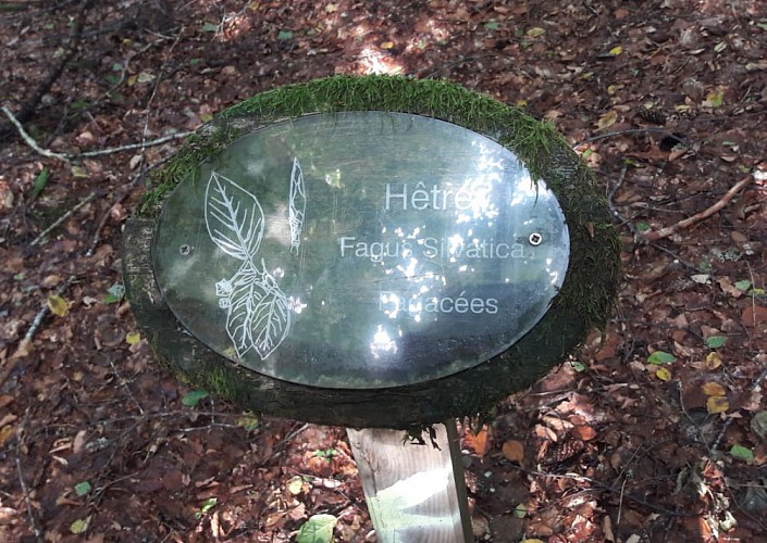 Arboretum de Pierrefort, un sentier découverte_Pierrefort