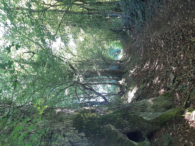Chêne remarquable sur un sentier forestier emprunter aussi par le GR