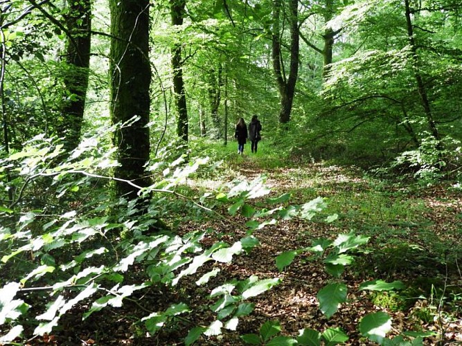 Forêt du Mesnil