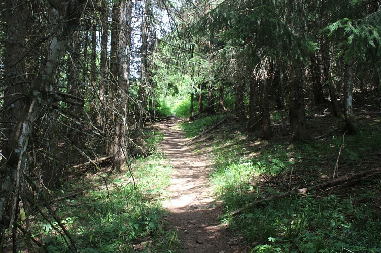 Chemin de randonnée
