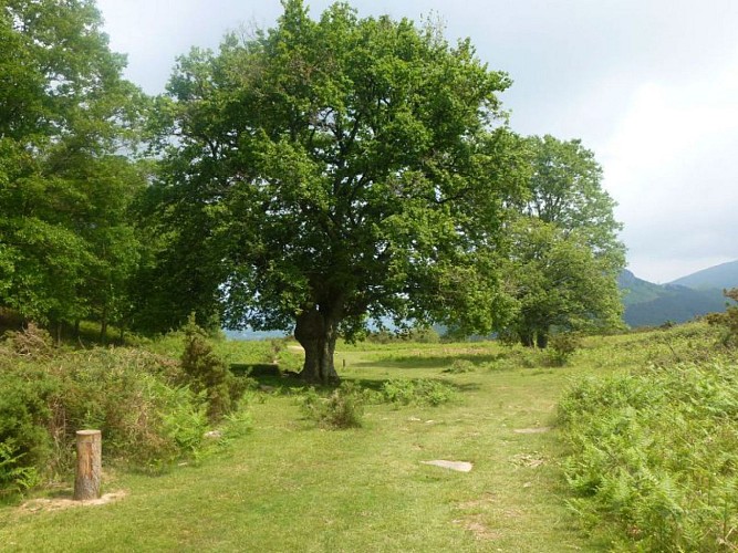 Agréable coin de bivouac à gauche du  raidillon après le col d'Ibardin