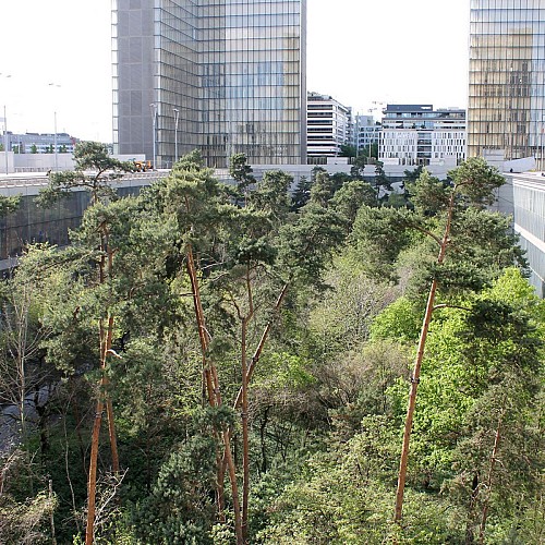 Le jardin-forêt de la Bibliothèque Nationale de France