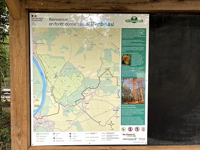 Walk in the Barbeau Forest – Yellow Trail