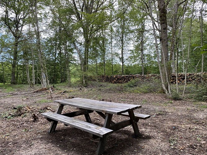 Walk in the Barbeau Forest – Yellow Trail