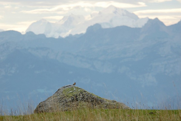 Anello pedonale : découverte panoramique de l'alpage du Plan