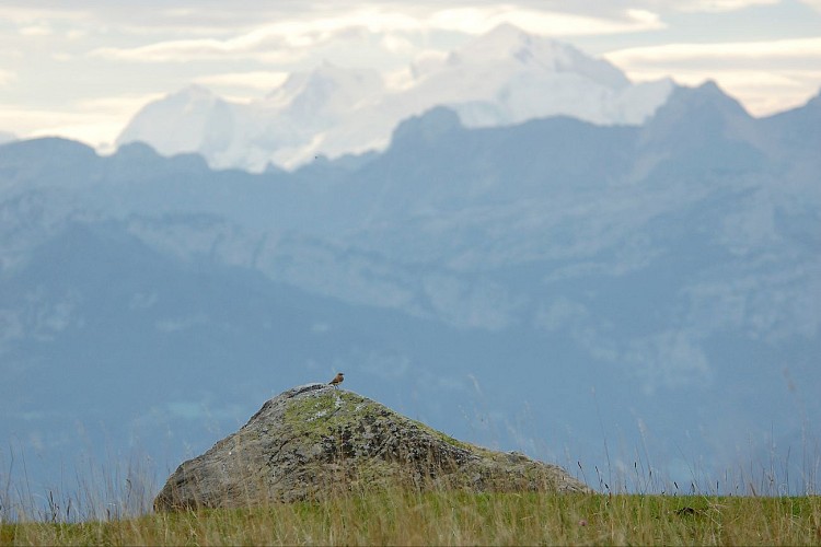 Wandelpad: panoramisch uitzicht op de Plan bergweide