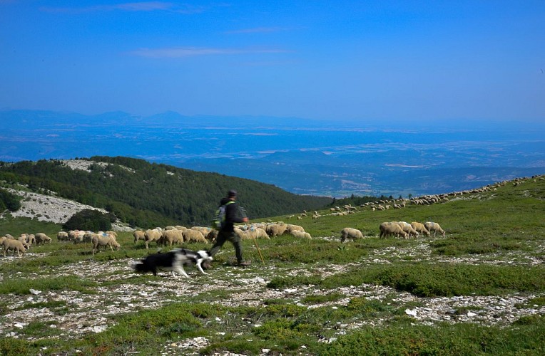 Montagne de Lure