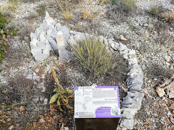 Les Graves - On the Montagne de Lure plant trail