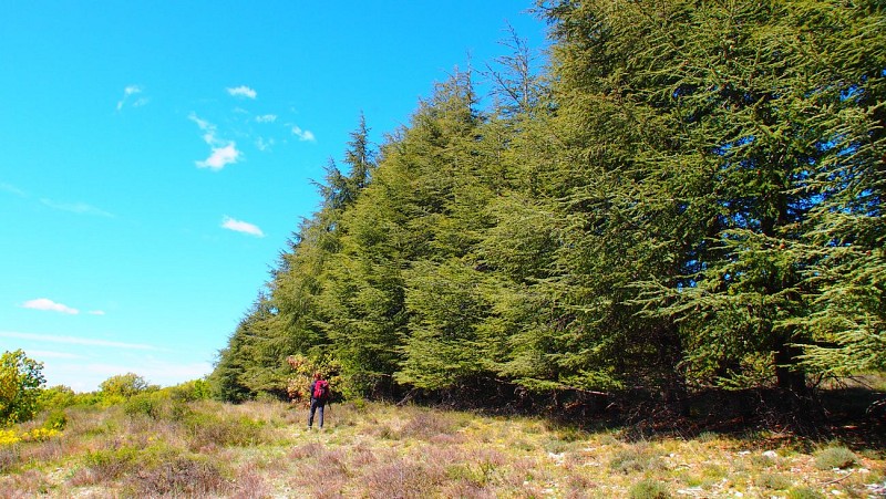 Les Graves - On the Montagne de Lure plant trail