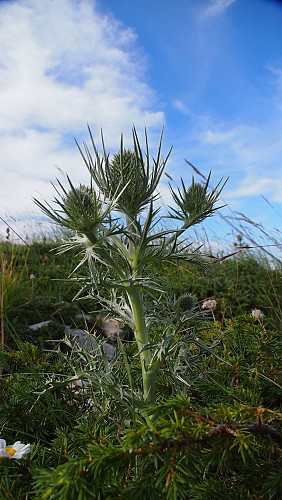 Les Graves - On the Montagne de Lure plant trail