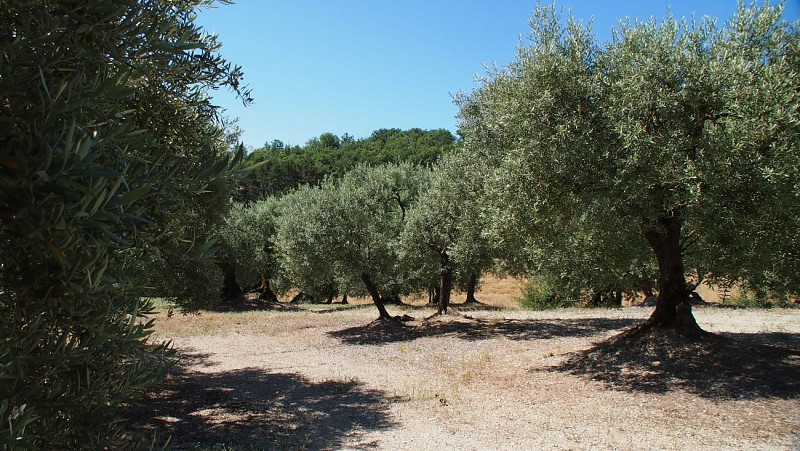 Pays de Forcalquier-Montagne de Lure