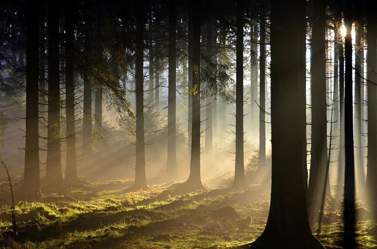 Forêt d’Anlier